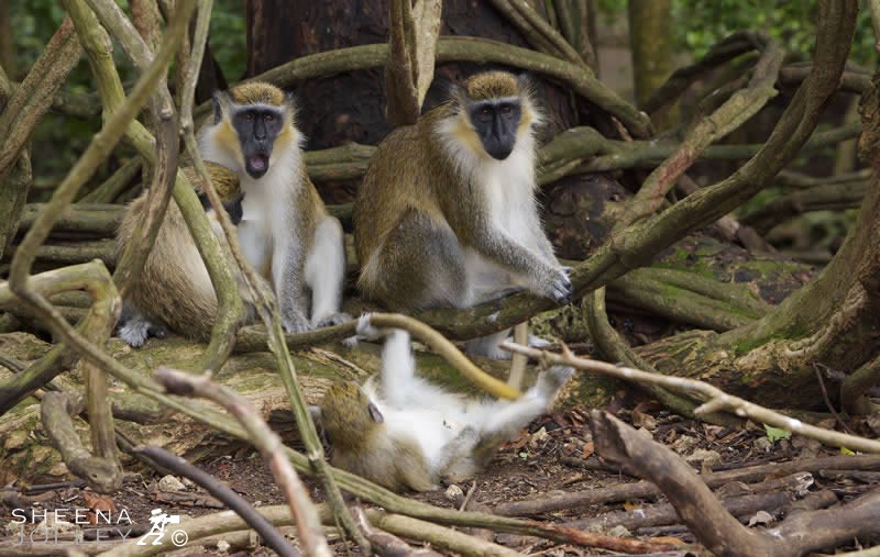Family Life (Barbados Green Monkeys).jpg - 
